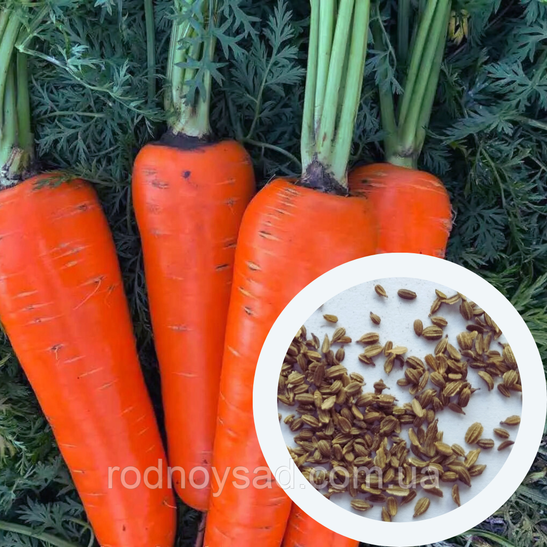 Морква Артек насіння 3 г (прибл 2600 шт) ранньостигла, фото 1