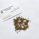 Морква Королева осені насіння 3 г (прибл 2600 шт) пізньостигла, фото 5