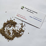 Морква Королева осені насіння 3 г (прибл 2600 шт) пізньостигла, фото 6