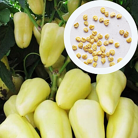 Перець солодкий Білозерка насіння 0,25 г (прибл 30 шт) середньоранній