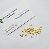 Перець солодкий Подарунок Молдови насіння 0,23 г (прибл 30 шт) середньоранній, фото 3