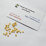 Перець солодкий Подарунок Молдови насіння 0,23 г (прибл 30 шт) середньоранній, фото 5