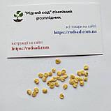 Перець солодкий Подарунок Молдови насіння 0,23 г (прибл 30 шт) середньоранній, фото 4