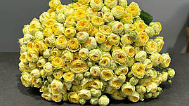 Саджанці троянд Піоні Баблз (Pioni Bubbles)