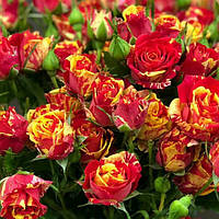 Саджанці троянд спрей  Фаєр Флеш (Fire Flash)