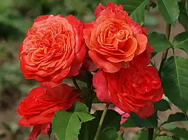 Саджанці троянд  Емільєн Гійо (Emilien Guillot)