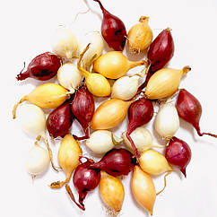 Цибуля сівок озимий Солодкий салатний мікс 1кг