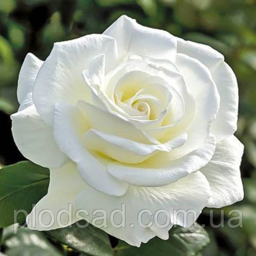 Троянда чайно-гібридна Акіто