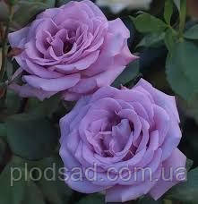 Троянда чайно-гібридна Блу Скай Фрі