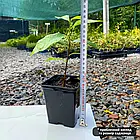 Саджанці Азіміни трьохлопатева Мітчелл (бананове дерево) (2-х річна) - дводомна, морозостійка Р9 (ПКС), фото 2