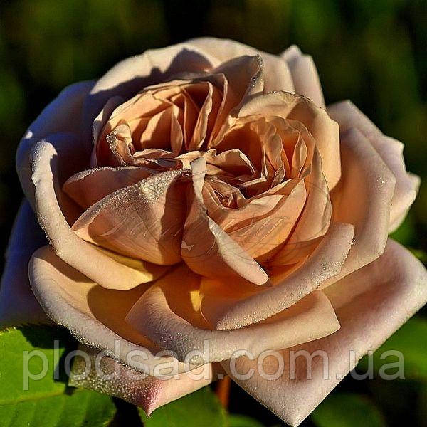 Троянда чайно-гібридна Марракеш