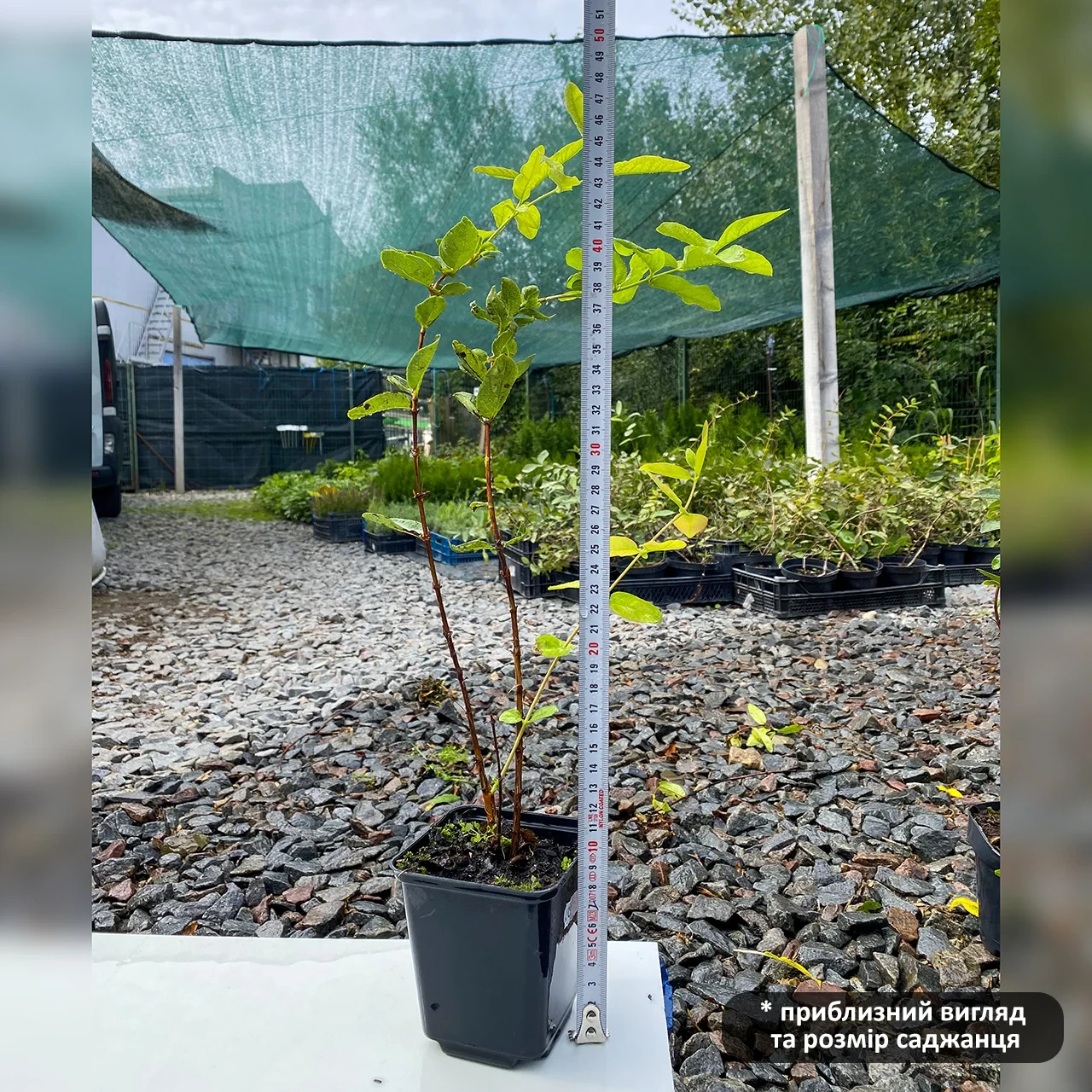 Жасөспірім қыздардағы кеуделер