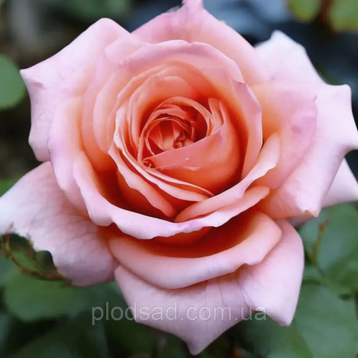 Троянда чайно-гібридна Лорейн (Lorraine)