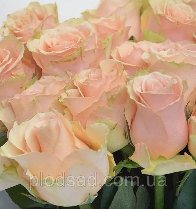 Троянда чайно-гібридна Примавера