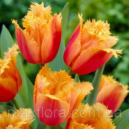 Тюльпан Lambada 12/+, фото 1