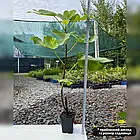 Саджанці інжиру Смоковниця (Fig tree) 2-х річний - ремонтантний, самоплідний, солодкий, фото 2