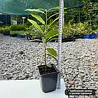 Саджанці Каштану їстівного Американський (Castanea dentata), фото 3