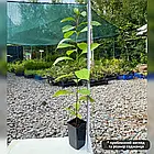 Хурма Клейпул (Claypool) - самоплідна, рання, морозостійка С1, фото 2