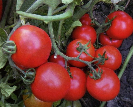 АСВОН F1 - насіння томату, Kitano Seeds