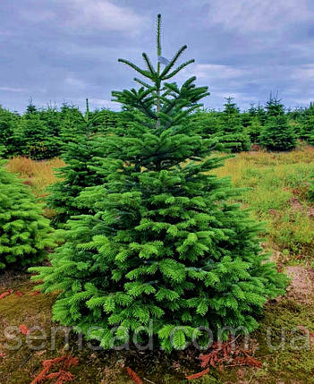 Ялина європейська \ Picea abies (саджанці 3л.4роки ), фото 1
