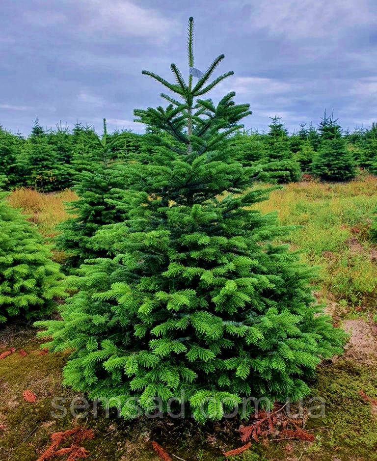 Ялина європейська \  Picea abies  (саджанці 2л.2роки )