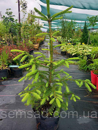Ялина європейська \ Picea abies (саджанці 3л.4роки ), фото 3