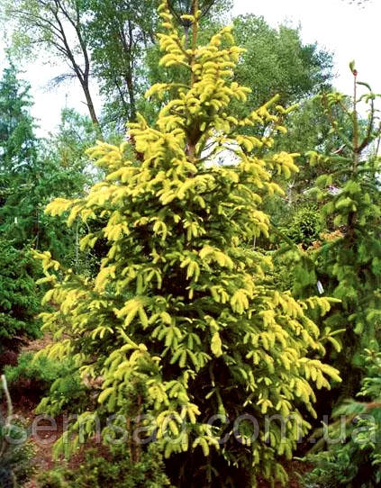 Ялина звичайна Фінедонензіс \ Picea abies Finedonensis ( саджанці С10л H100-120см.)