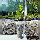 Саджанці мандарина Міхо Васе (Cītrus Miho Wase), ранній, кімнатний, карликовий, фото 3