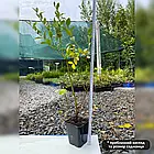 Саджанці Лохини Голдтраубе - середня, великоплідна, невибаглива (2-х річна) C1, фото 3