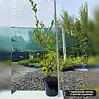 Саджанці Лохини Голдтраубе - середня, великоплідна, невибаглива (3-х річна) С2, фото 2