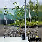 Саджанці Лохини Атлантіс (Atlantis) - середньо-пізня, крупноплідна, солодка Р9, фото 2