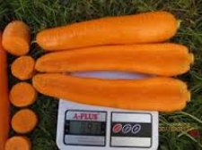 Насіння моркви Стромболі F1 100000 насіння