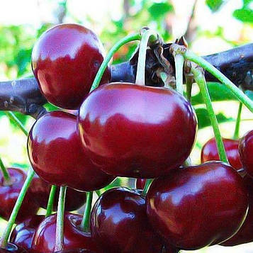 Саджанці вишні Іграшка - раннього терміну, урожайна, морозостійка