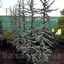 Кедр ліванський Глаука / С5 / h 80-100 / Cedrus libani Glauca, фото 3