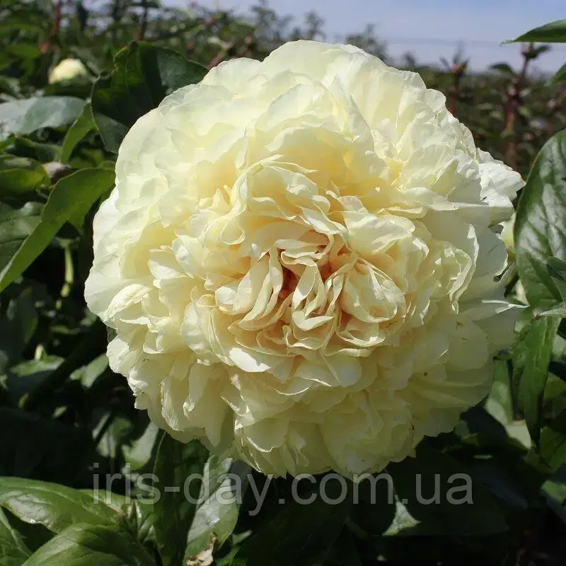 Півонія Blonde Vision Блонд Віжин (Hollingsworth 2010), фото 1