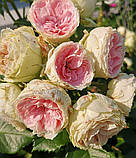 Троянда Pompon Flower Circus (Помпон Флавер Циркус) міні, фото 7