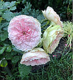 Троянда Pompon Flower Circus (Помпон Флавер Циркус) міні, фото 6