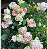 Троянда Pompon Flower Circus (Помпон Флавер Циркус) міні, фото 2