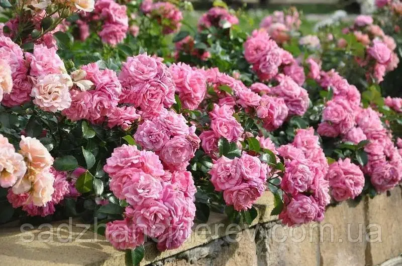 Саджанці Троянд Франкфурт Пальменгартен (Frankfurt Palmengarten)