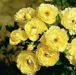 Купить Почвопокровные розы, отборные сорта Почвопокровные