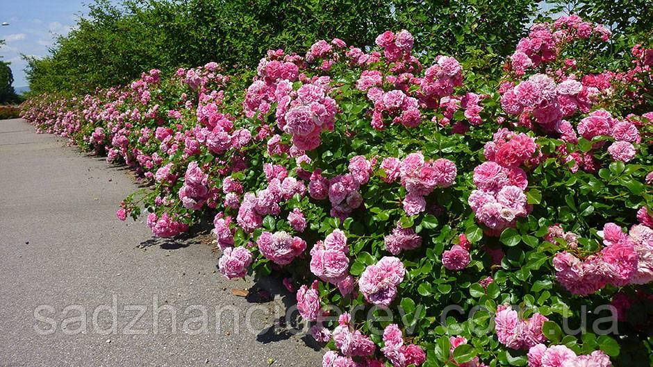 Саженцы Роз Четыри сезона (Les Quatre Saisons), цена: 120