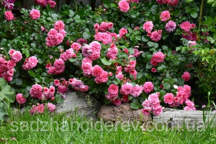 Саджанці Троянд Чотири сезони (Les Quatre Saisons), фото 1