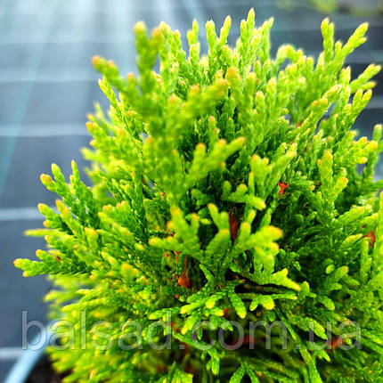 Туя карликова Петіт Смарагд / h 25-35 / Thuja Petit Smaragd, фото 4
