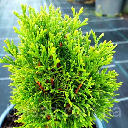 Туя карликова Петіт Смарагд / h 15-20 / Thuja Petit Smaragd, фото 4