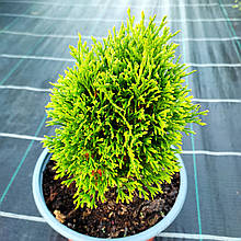 Туя карликова Петіт Смарагд / h 10-15 / Thuja Petit Smaragd