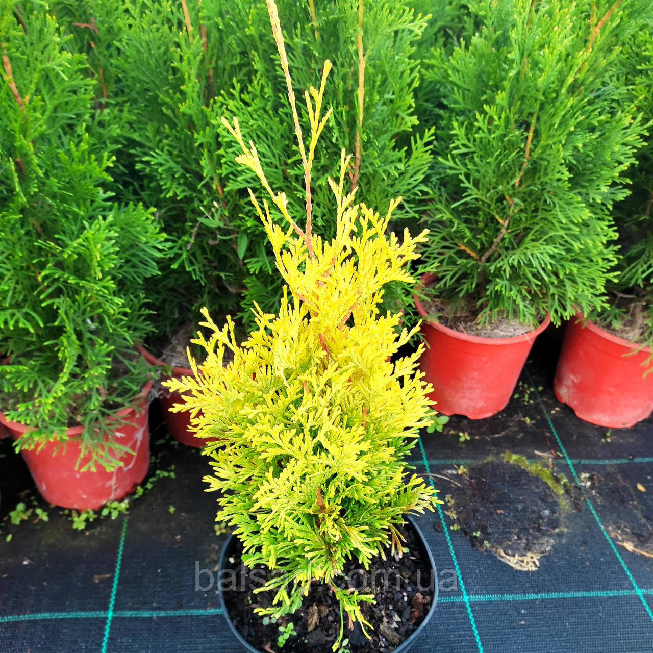 Туя західна Санні Смарагд / h 20-30 / Thuja Sunny Smaragd