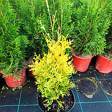 Туя західна Санні Смарагд / h 20-30 / Thuja Sunny Smaragd
