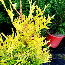 Туя західна Санні Смарагд / h 20-30 / Thuja Sunny Smaragd, фото 3