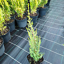 Ялівець Арнольд / h 20-30 / Juniperus communis Arnold, фото 3