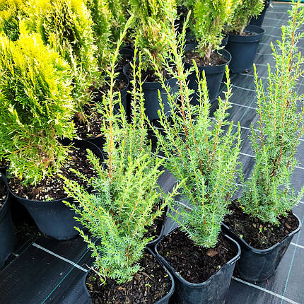 Ялівець Арнольд / h 20-30 / Juniperus communis Arnold, фото 2